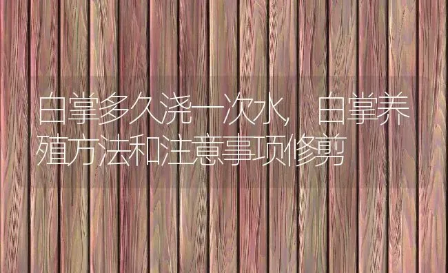 白掌多久浇一次水,白掌养殖方法和注意事项修剪 | 养殖常见问题