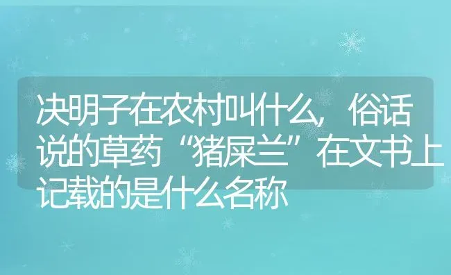 决明子在农村叫什么,俗话说的草药“猪屎兰”在文书上记载的是什么名称 | 养殖常见问题