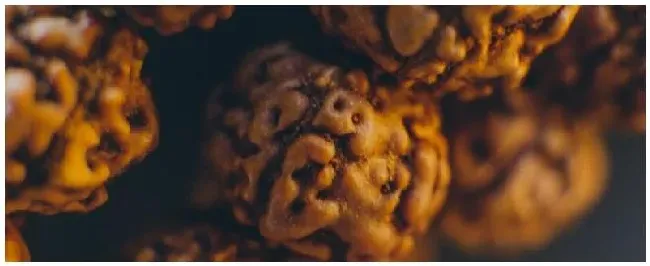 菩提是什么树的果实 | 农业答疑