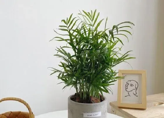 植物常识问题|袖珍椰子如何施肥叶片肥厚翠绿