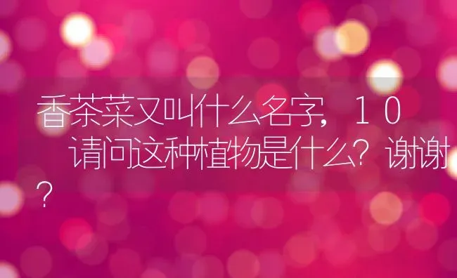 香茶菜又叫什么名字,10 请问这种植物是什么？谢谢？ | 养殖常见问题