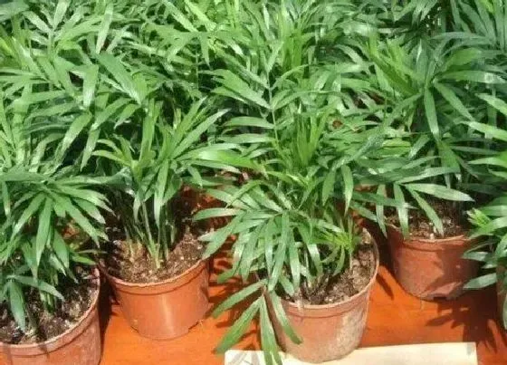 植物常识问题|袖珍椰子如何施肥叶片肥厚翠绿