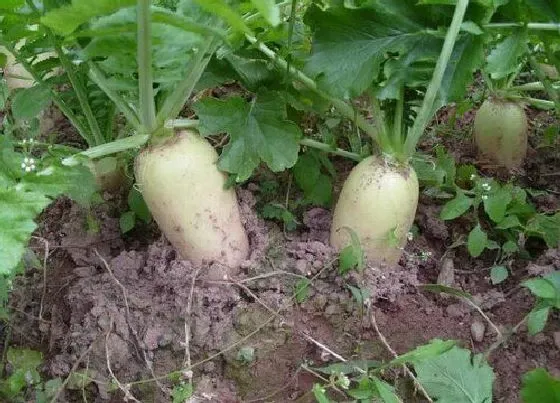 植物常识问题|白萝卜北方地区最晚什么时候种植 几月份种最好