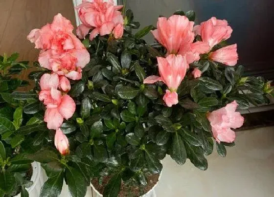 植物常识问题|夏季怎么养杜鹃花盆盆开成大花球