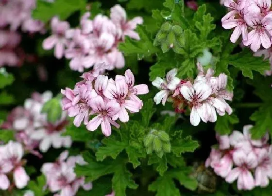 植物常识问题|如何解决夏天花卉没几天掉光叶片枯萎现象