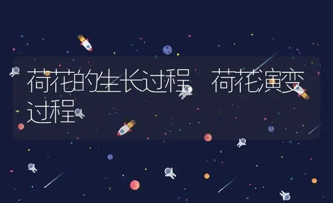 荷花的生长过程,荷花演变过程 | 养殖常见问题