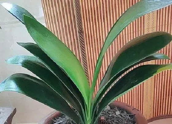 植物常识问题|夏季养好君子兰诀窍