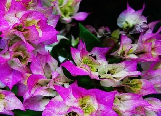 植物常识问题|三角梅花期后如何施肥花开不断