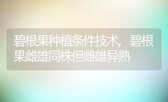 碧根果种植条件技术,碧根果雌雄同株但雌雄异熟 | 养殖常见问题