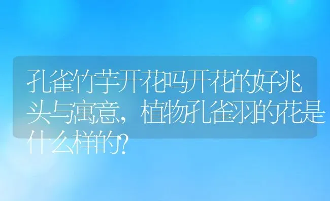 孔雀竹芋开花吗开花的好兆头与寓意,植物孔雀羽的花是什么样的？ | 养殖常见问题