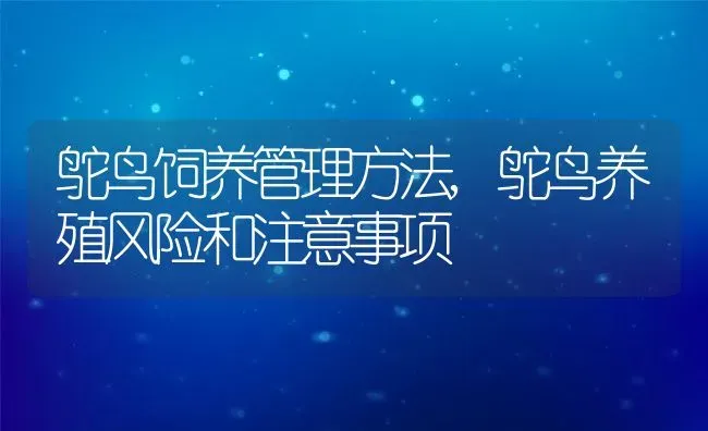 鸵鸟饲养管理方法,鸵鸟养殖风险和注意事项 | 养殖常见问题