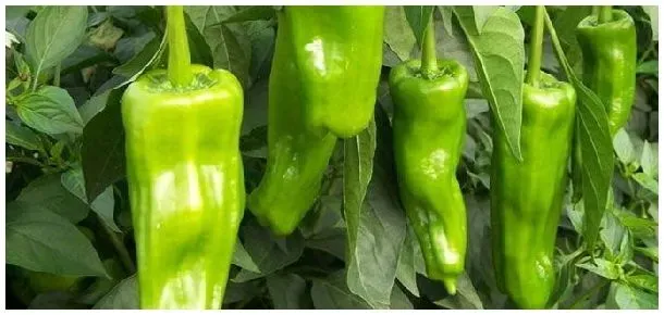 辣椒盆栽种植方法 | 科普知识