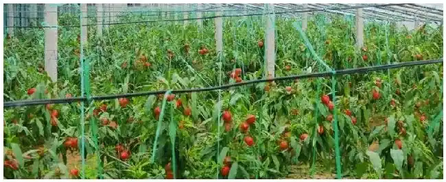 大棚油桃升温管理技术，休眠期为多长时间 | 农业常识