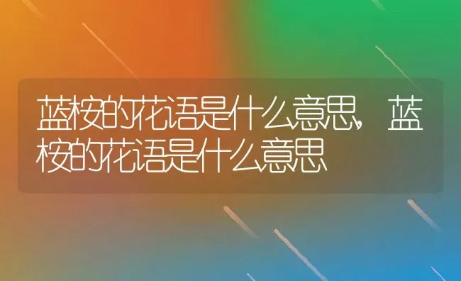 蓝桉的花语是什么意思,蓝桉的花语是什么意思 | 养殖常见问题
