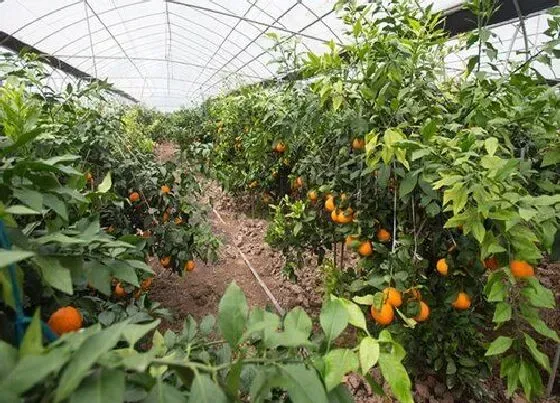 植物常识问题|盆栽观果植物冬季管理工作
