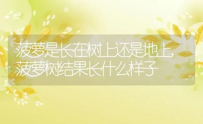 菠萝是长在树上还是地上,菠萝树结果长什么样子 | 养殖常见问题