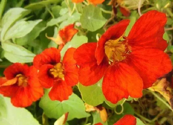 植物常识问题|荷花品种
