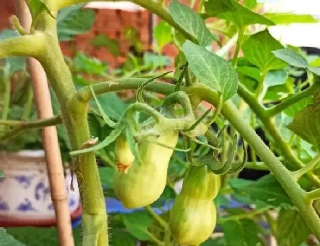 植物常识问题|盆栽蔬菜只长叶不结果的原因（花盆种菜为什么不结果）