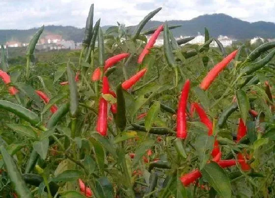 植物常识问题|辣椒的品种