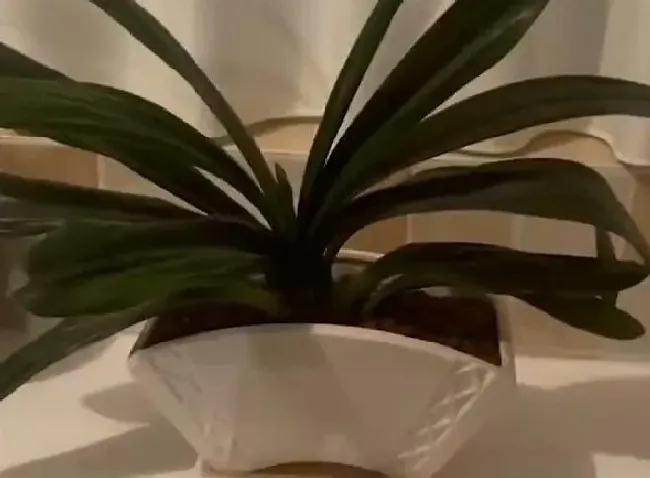 植物常识问题|女子精心养花半年发现是假的 精心养护的花竟是塑料