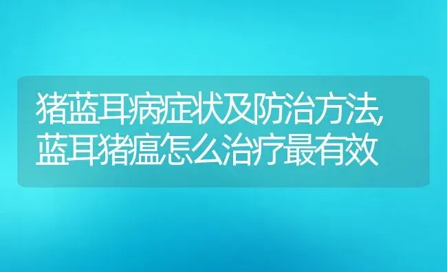 猪蓝耳病症状及防治方法,蓝耳猪瘟怎么治疗最有效 | 养殖常见问题