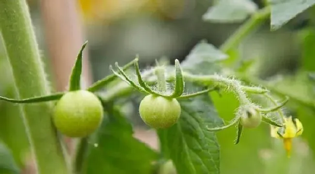 植物常识问题|西红柿坐果期如何管理（种植西红柿中后期施肥方案）