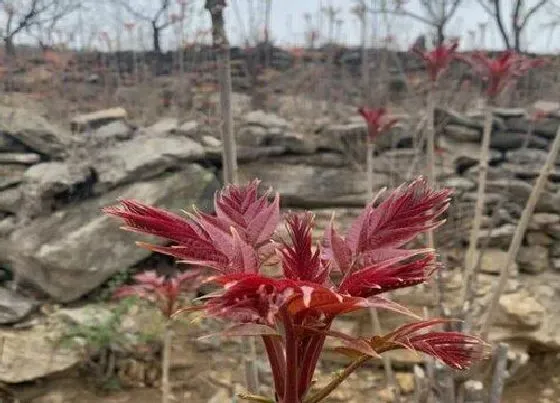 植物常识问题|柿子树可以嫁接香椿树吗（柿子树可以用什么果树嫁接）