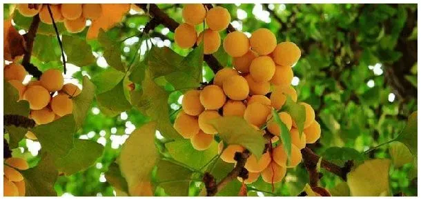 银杏树用什么肥料 | 农业问题