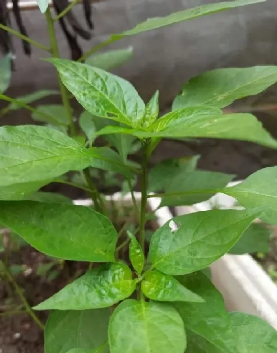 植物常识问题|盆栽蔬菜只长叶不结果的原因（花盆种菜为什么不结果）