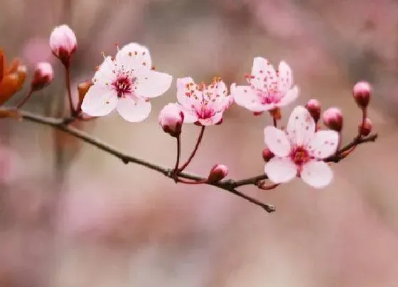 植物常识问题|梅花什么颜色的图片 梅花的外形特征及特点