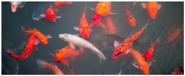 鲤鱼的生活习性 | 科普知识