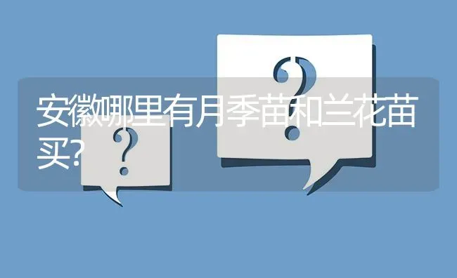 安徽哪里有月季苗和兰花苗买? | 养殖问题解答