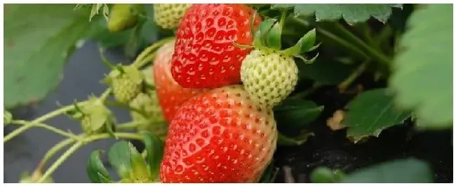 露天草莓的种植与管理什么时候种植好 | 农业常识