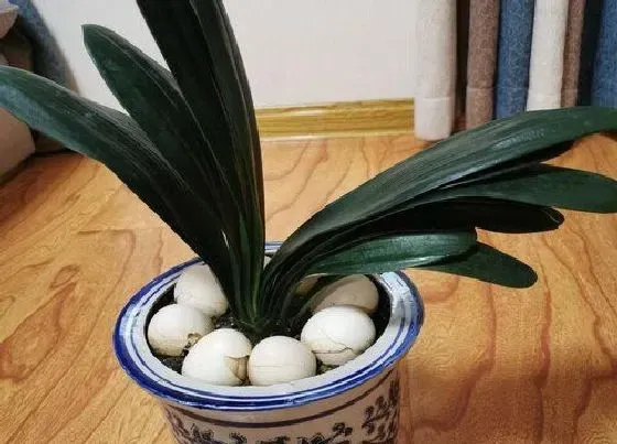 植物常识问题|夏季养好君子兰诀窍
