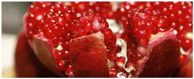 适合南方种植石榴品种 | 农业问题