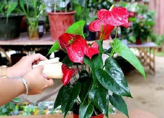 植物常识问题|新手养花哪些情况下坚决不施肥