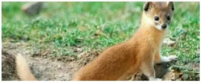 黄皮子害怕什么气味 | 农业答疑