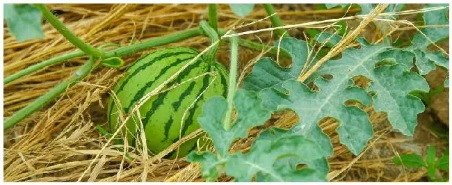 西瓜要施几次肥 | 三农答疑