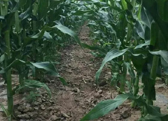 植物常识问题|玉米施肥后下大雨有事吗（大雨过后化肥流失需要补充吗）