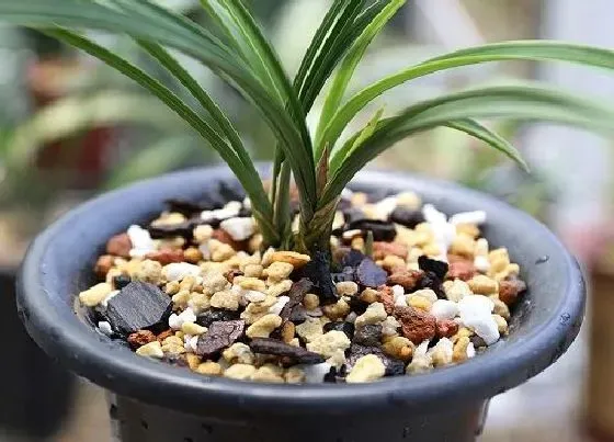 植物常识问题|白醋浇兰花有什么好处和坏处（兰花可以用醋水浇灌吗）