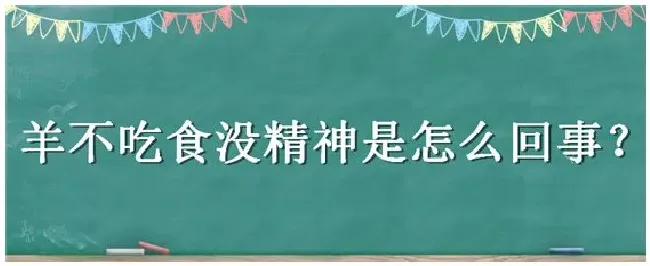 羊不吃食没精神是怎么回事 | 科普知识