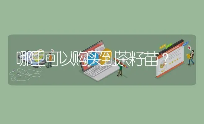 哪里可以购买到茶籽苗? | 养殖问题解答