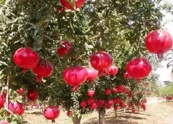 植物常识问题|怎样判断石榴树的公母  石榴树什么样的是母枝