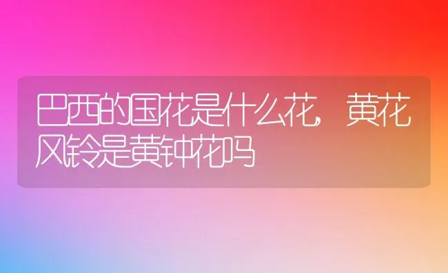 巴西的国花是什么花,黄花风铃是黄钟花吗 | 养殖常见问题