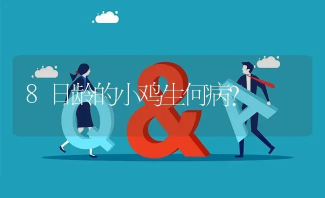 8日龄的小鸡生何病? | 养殖问题解答