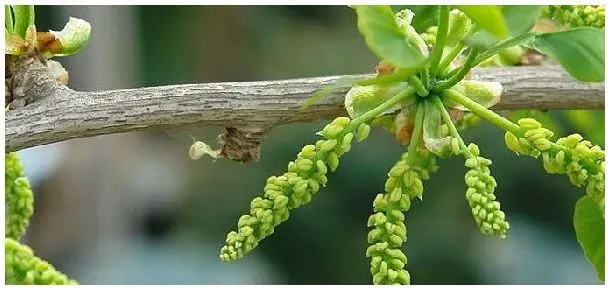 银杏树开花吗 | 农业问题