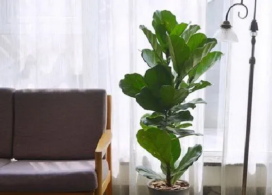 植物常识问题|如何给琴叶榕修剪株型饱满分枝多