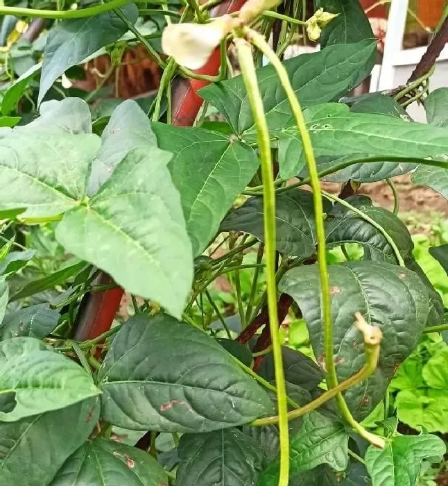 植物常识问题|盆栽蔬菜只长叶不结果的原因（花盆种菜为什么不结果）