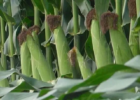 植物常识问题|玉米施肥后下大雨有事吗（大雨过后化肥流失需要补充吗）