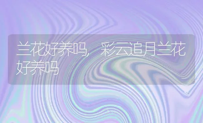 兰花好养吗,彩云追月兰花好养吗 | 养殖常见问题